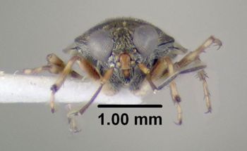 Media type: image;   Entomology 619245 Aspect: head frontal view